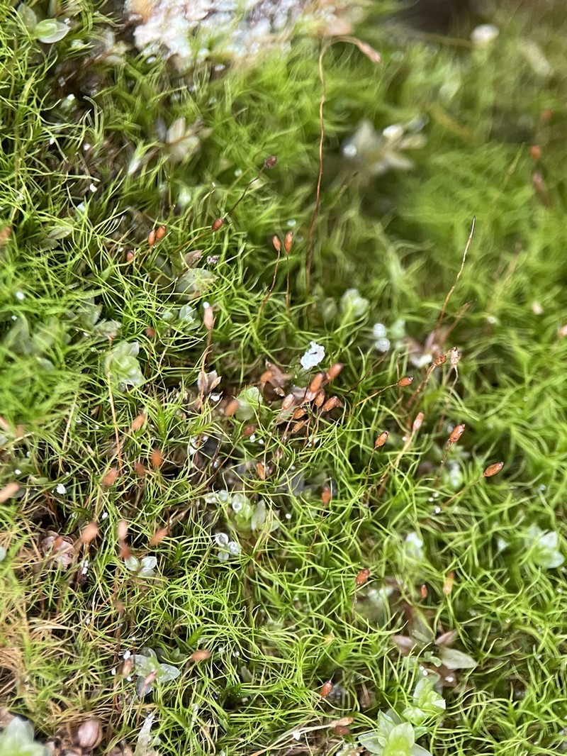 Distichium Moss photo 8