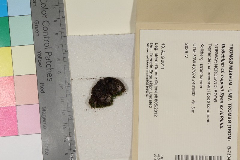 Hagen's Distichium Moss