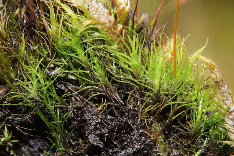 Incline Distichium Moss