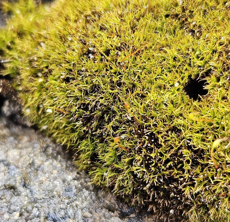 Incline Distichium Moss