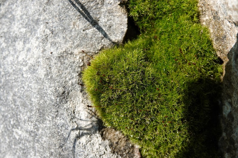 Incline Distichium Moss photo 2