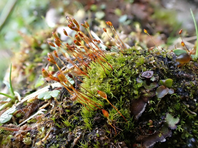 Incline Distichium Moss photo 3