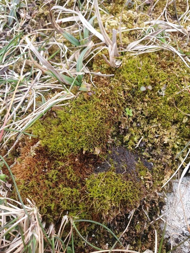 Incline Distichium Moss photo 5
