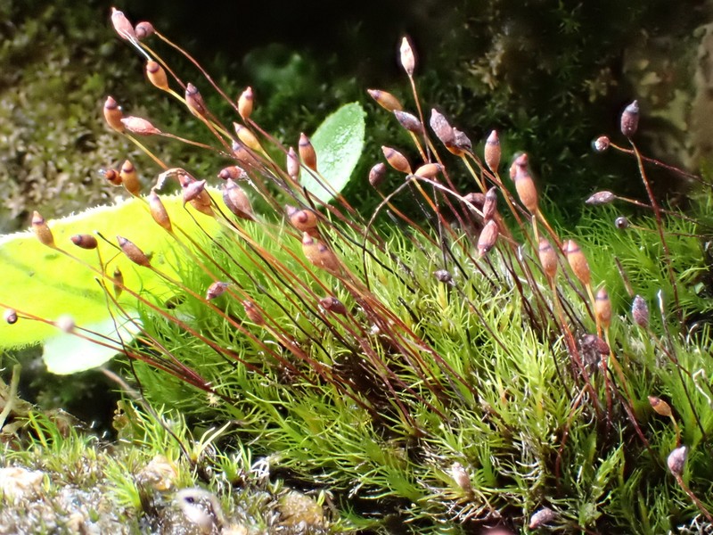 Incline Distichium Moss photo 6