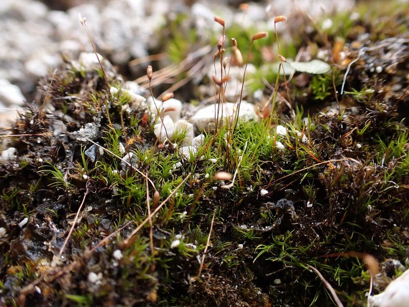 Incline Distichium Moss photo 7