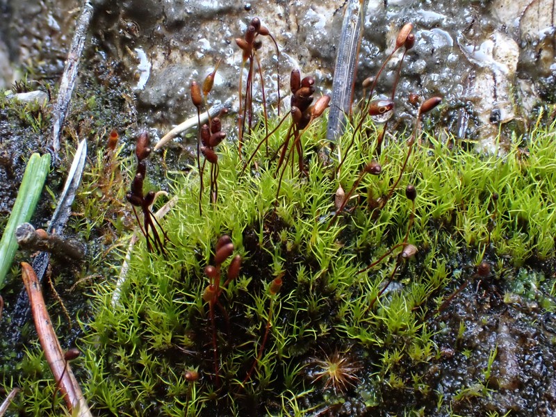 Incline Distichium Moss photo 8