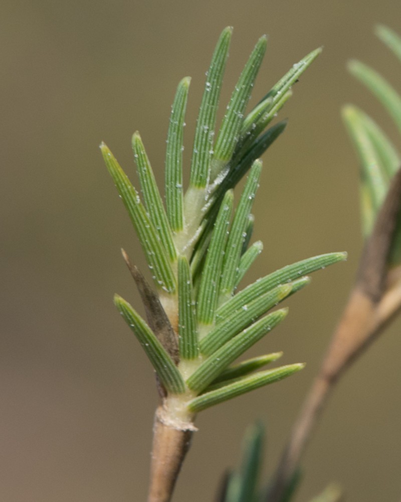 Shoregrass