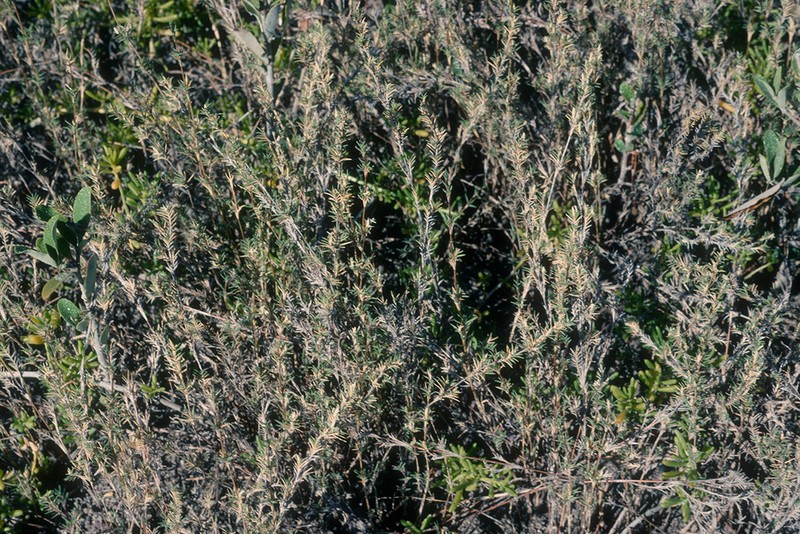 Shoregrass photo 2
