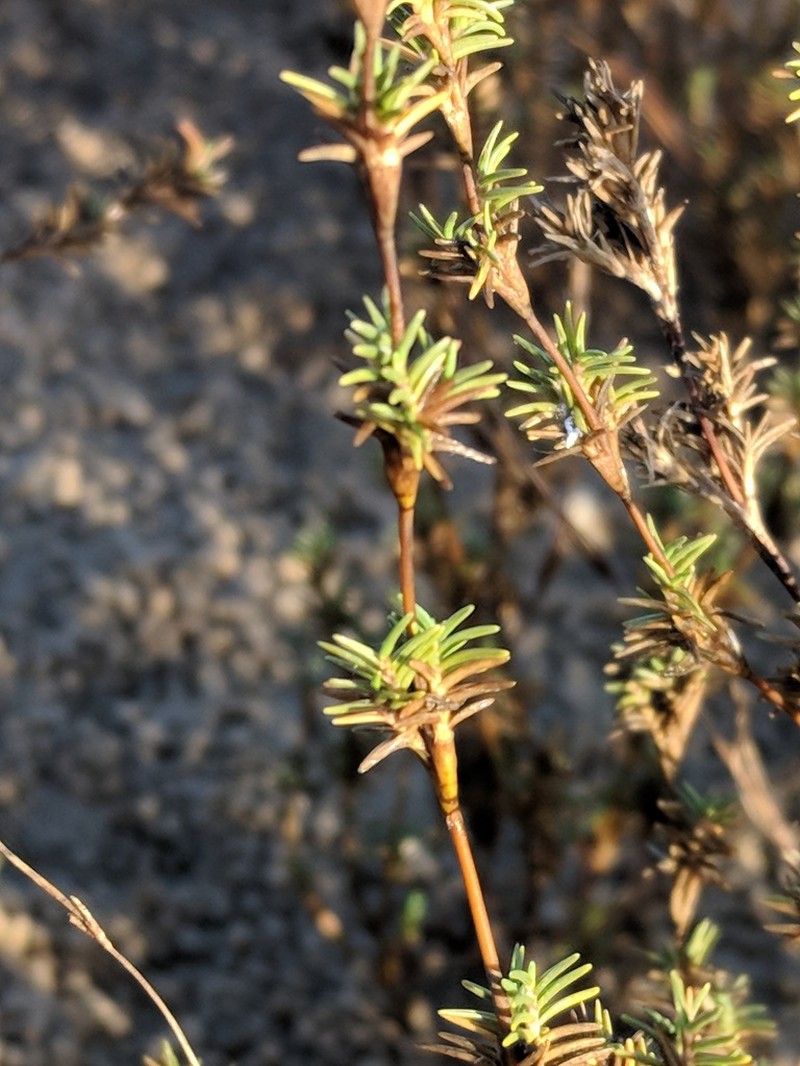 Shoregrass photo 3