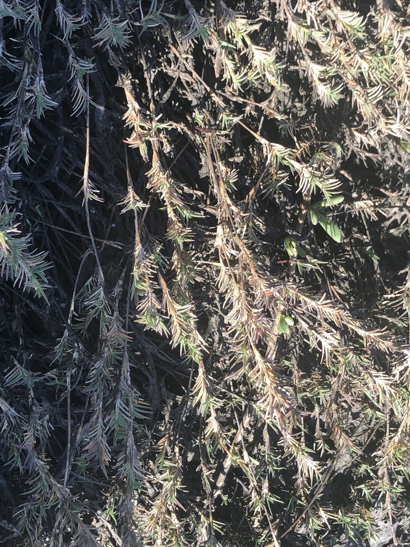 Shoregrass photo 4
