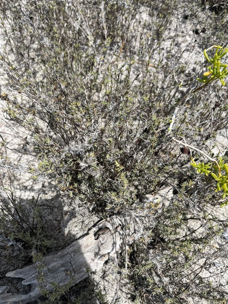 Shoregrass photo 5