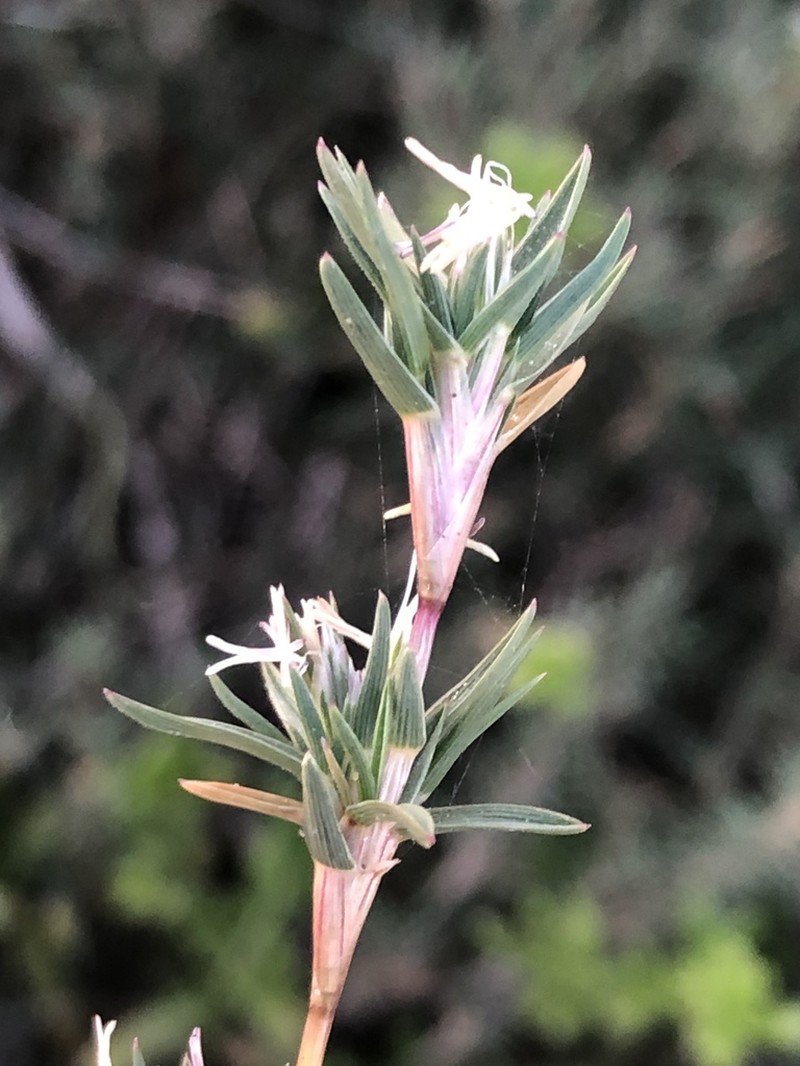 Shoregrass photo 6