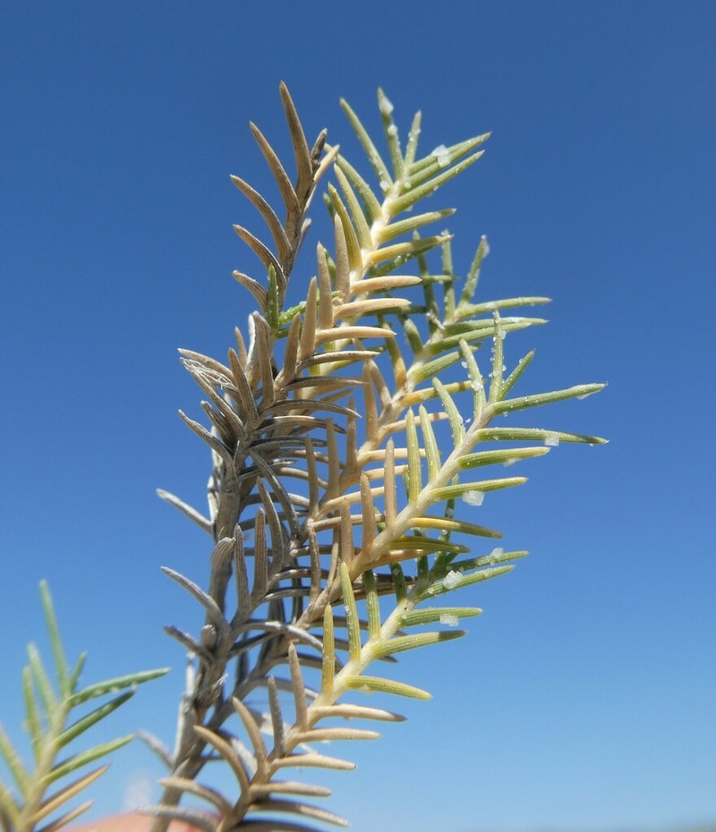 Shoregrass photo 8