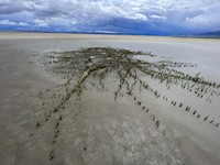Saltgrass