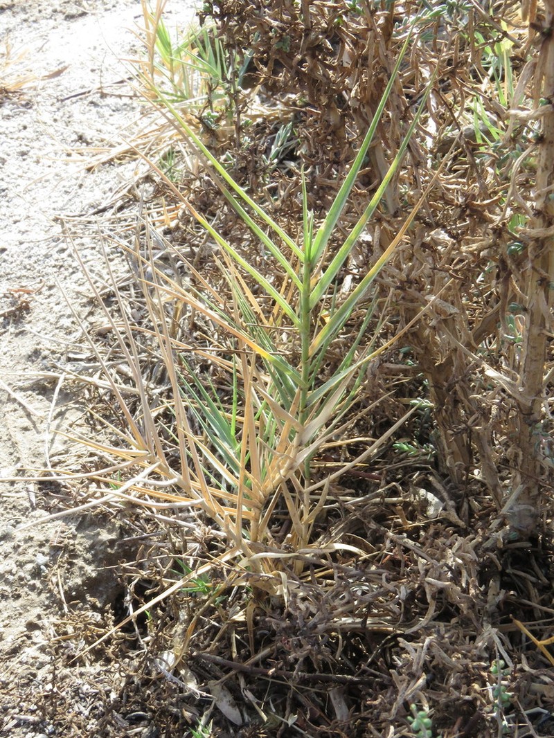 Saltgrass photo 2