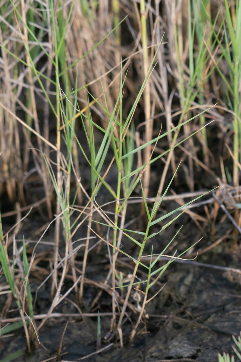 Saltgrass photo 3