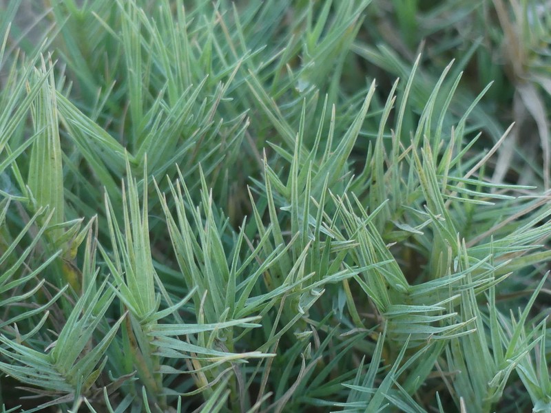 Saltgrass photo 4