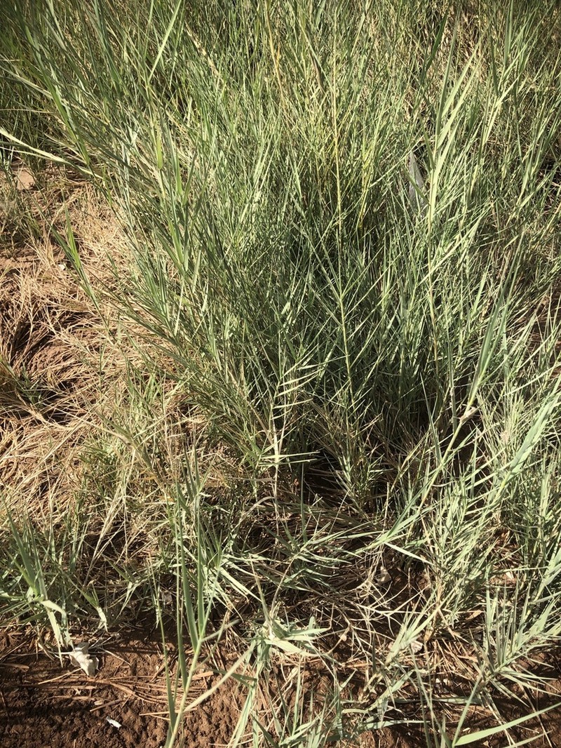 Saltgrass photo 5