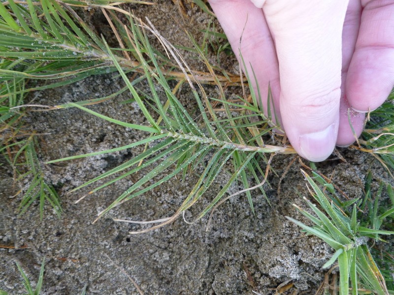 Saltgrass photo 7