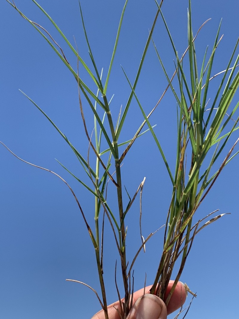 Saltgrass photo 8