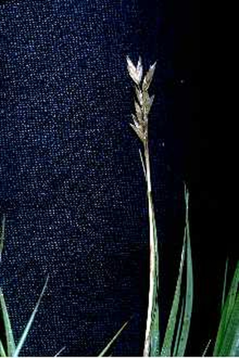 Distichlis stricta