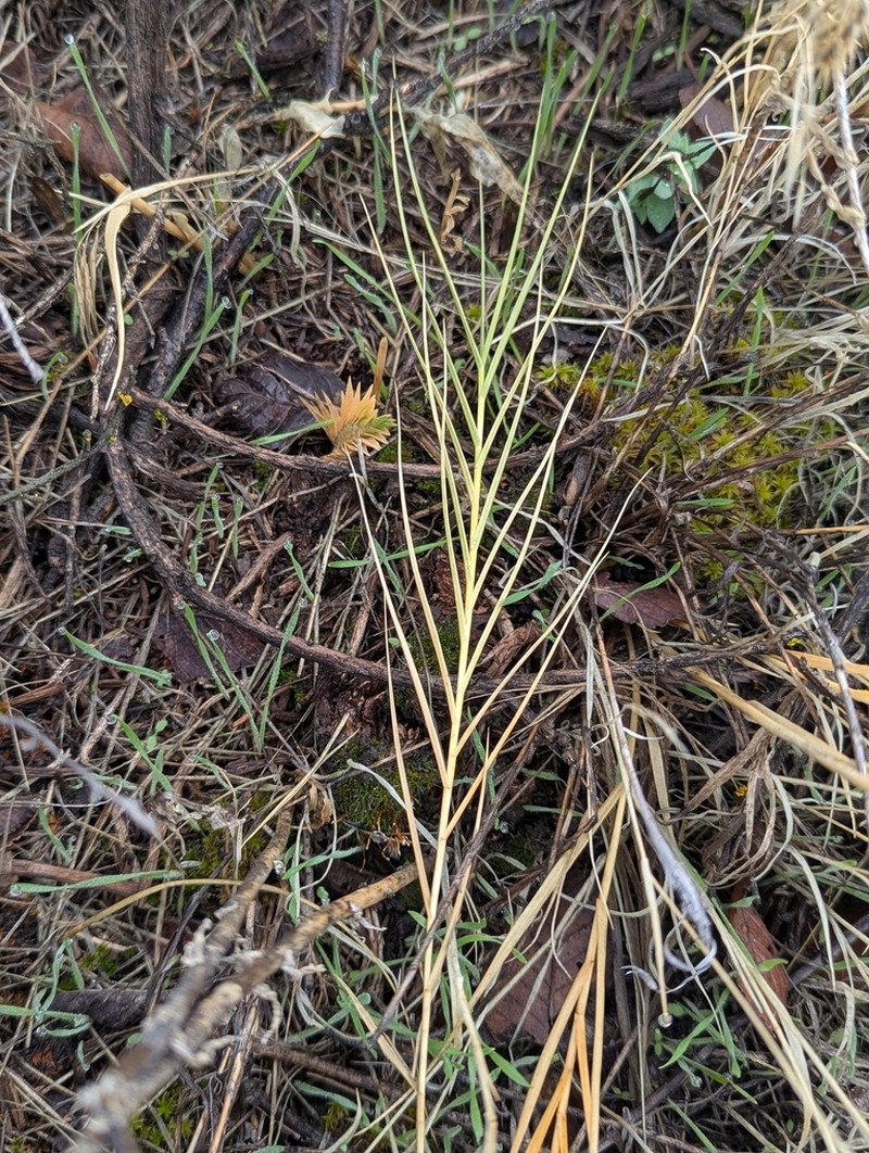 Distichlis stricta photo 4