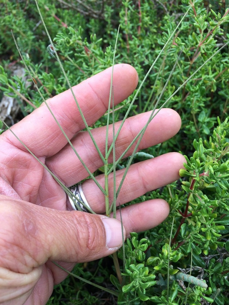 Distichlis stricta photo 7