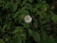Hairy Woodrose