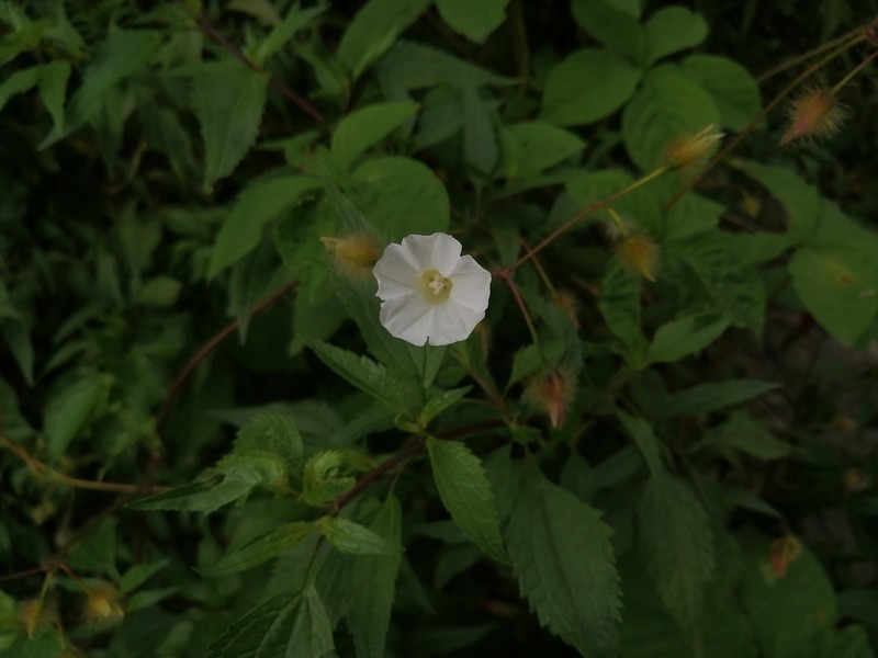 Hairy Woodrose