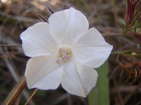 Roadside Woodrose