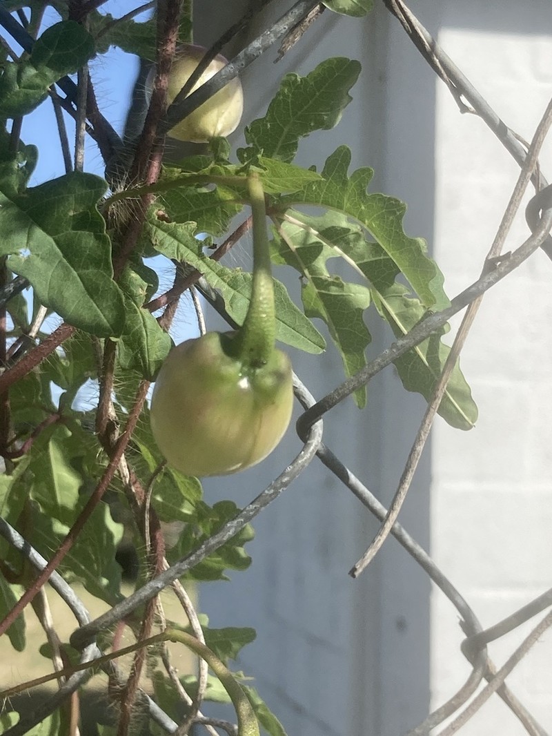 Noyau Vine