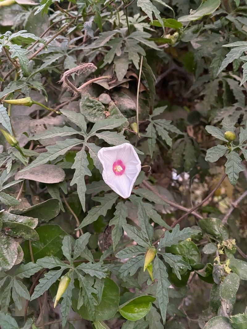 Noyau Vine photo 2
