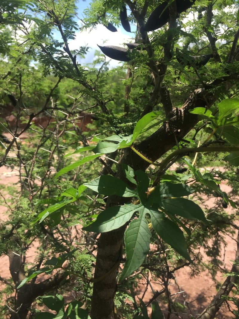 Noyau Vine photo 3
