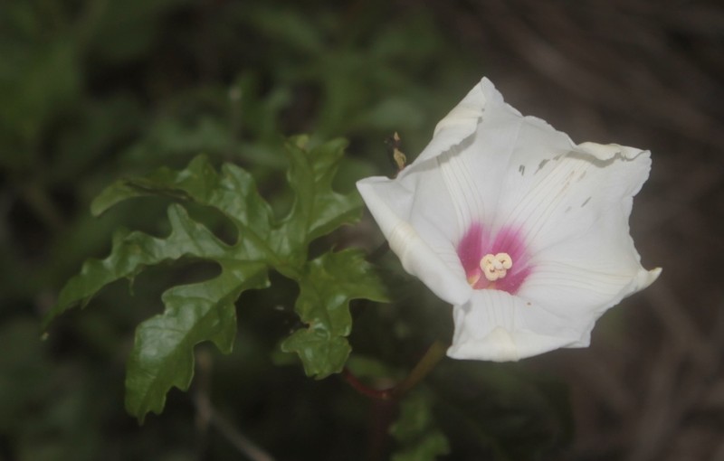 Noyau Vine photo 4