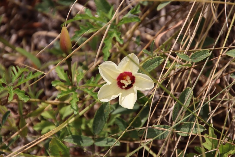 Noyau Vine photo 5