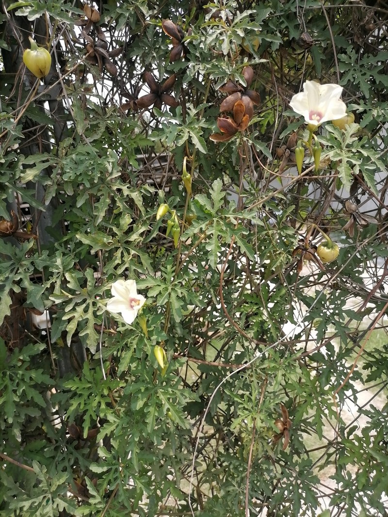 Noyau Vine photo 6
