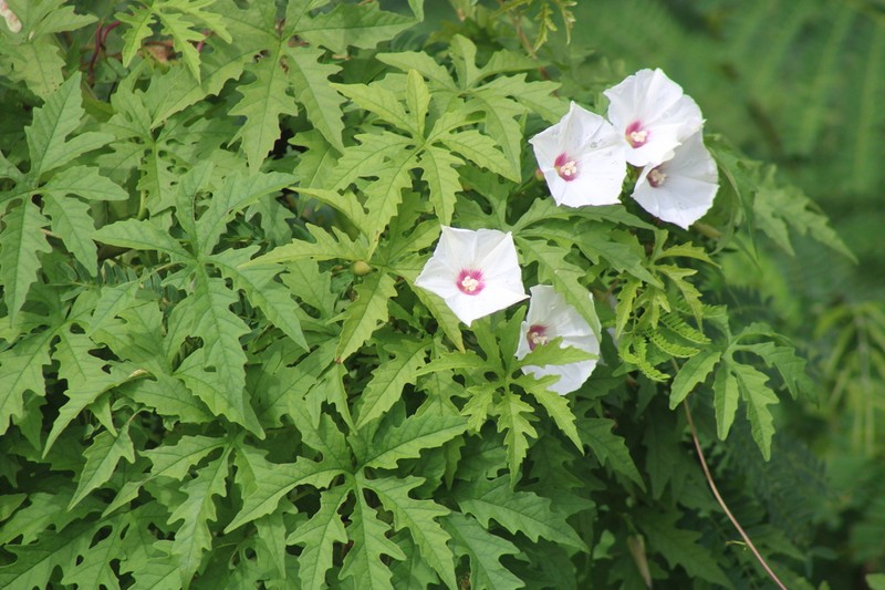 Noyau Vine photo 7