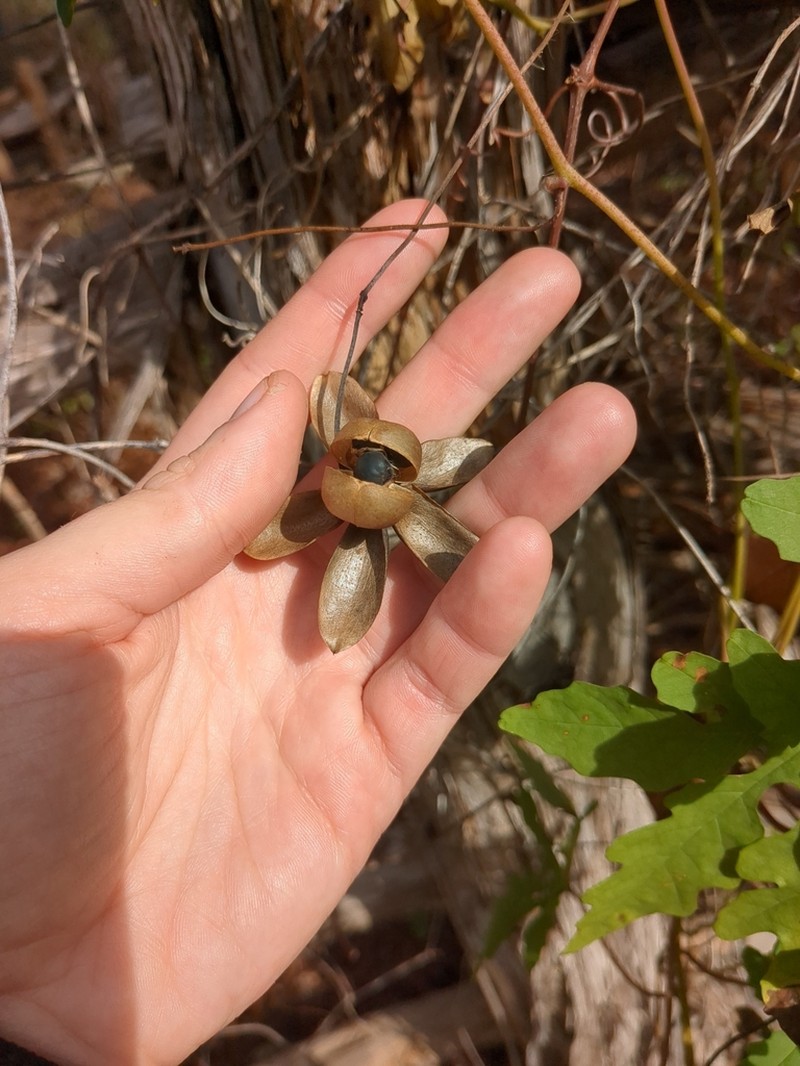 Noyau Vine photo 8