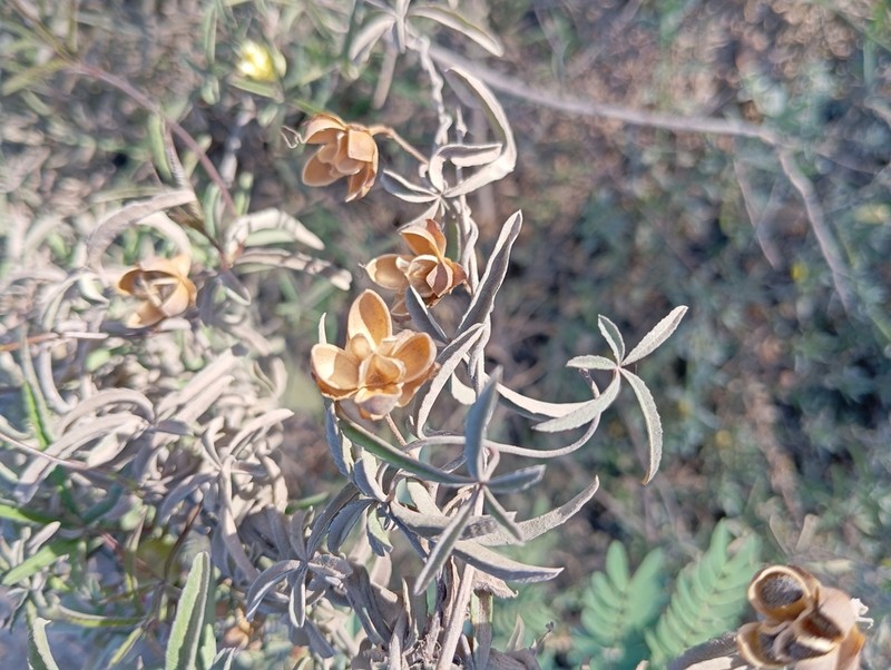 Rock Rosemary photo 3