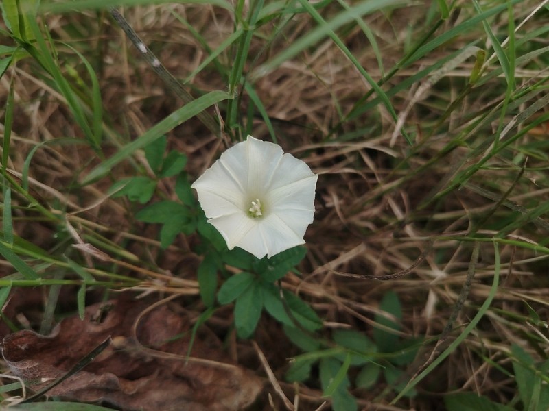 Rock Rosemary photo 5