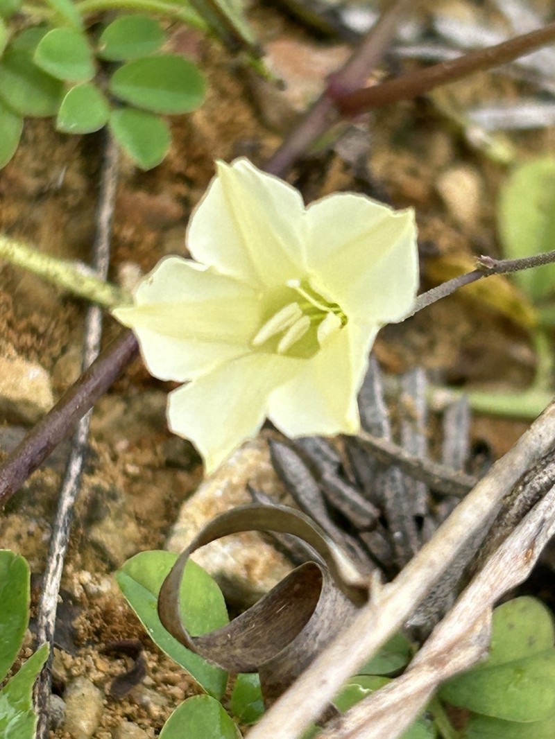 Rock Rosemary photo 6