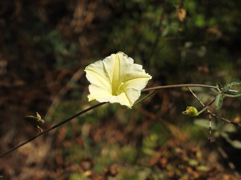 Rock Rosemary photo 7