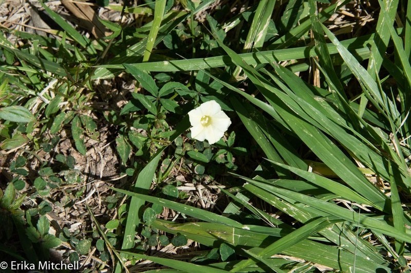 Rock Rosemary photo 8