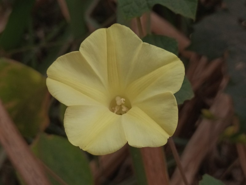 Distimake vitifolius
