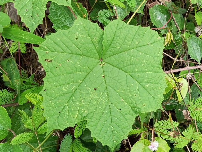 Distimake vitifolius photo 3