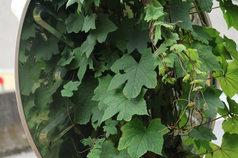 Distimake vitifolius photo 5