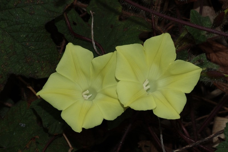Distimake vitifolius photo 6