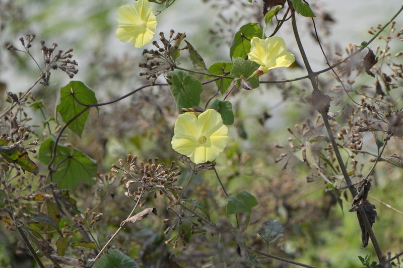 Distimake vitifolius photo 7
