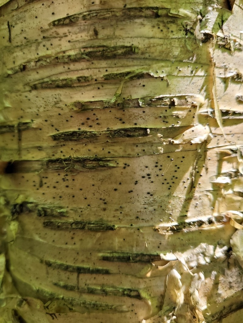 Distopyrenis americana