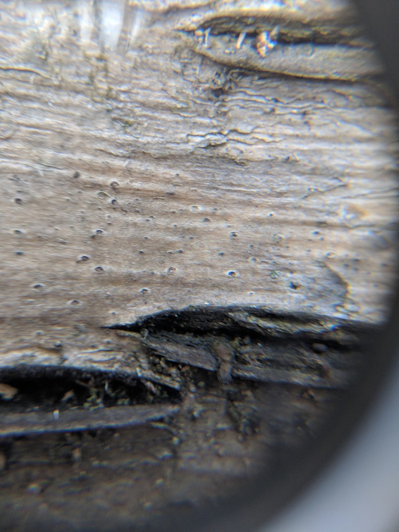 Distopyrenis americana photo 3